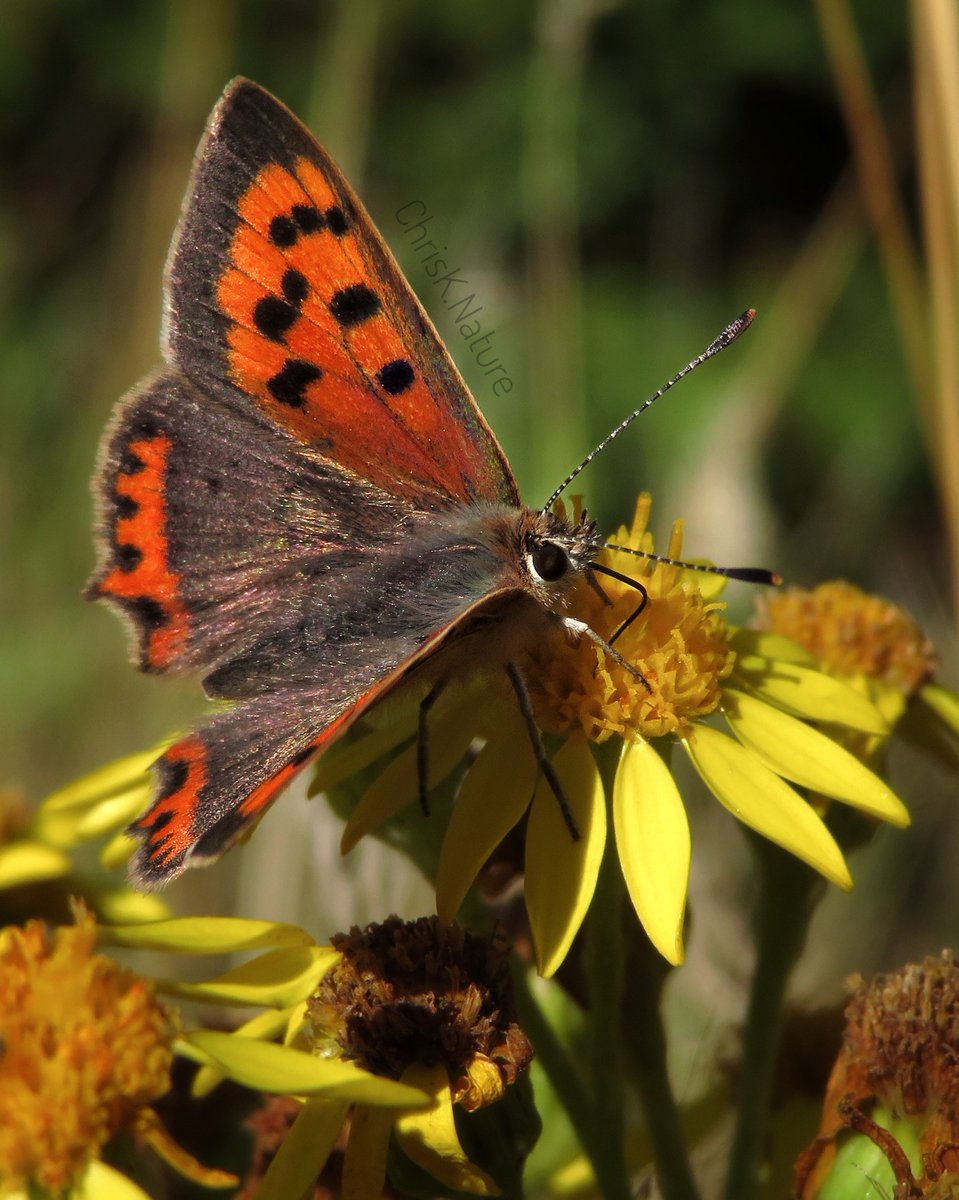 chrisk_nature's tweet photo. Small Copper Butterfly on Ragwort
Captured with a pocket 40x superzoom #CanonSX720hs (*not 40x zoomed)
#smallcopperbutterfly #butterfly #insect #nature #wildlife #eckingtonwoods #NaturePhotography #ragwort #TwitterNatureCommunity https://t.co/X3gYOL07g6