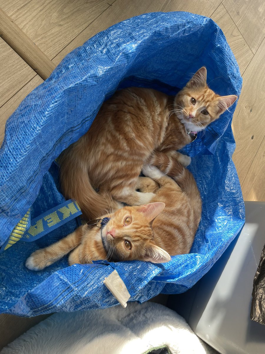 AVLH_1990's tweet photo. What’s more comfortable than an ikea bag! 💕@IKEAUK https://t.co/vT5zi0roym