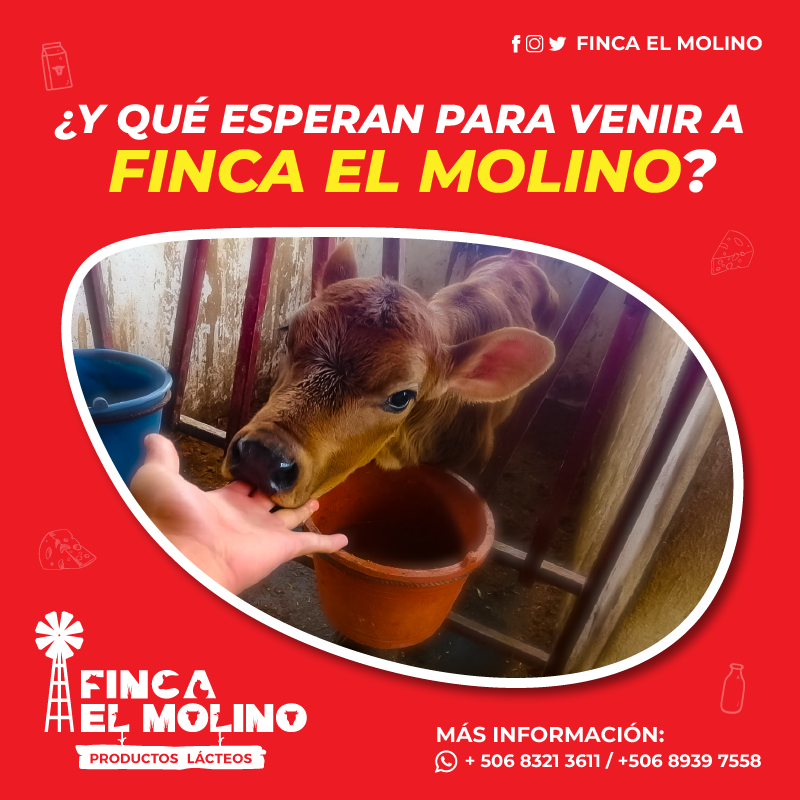 fincaelmolinocr's tweet photo. ¿Y qué esperan para venir? Acá les estamos esperando. 👇🏻🐮

Pasean por Zarcero, vienen a ver vacas gratis y llevan de nuestros productos. 🧀🥛 https://t.co/DNT2wPI7t5