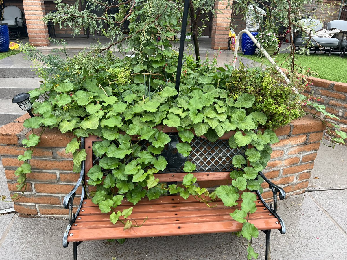 YaegerArts's tweet photo. Hey you… 

You know how potatoes turn into weird little mutants in your pantry after a while? 

Well, just stick a dollar store sweet potato in the ground 🍠

It does THINGS https://t.co/fFlu3qH0f3