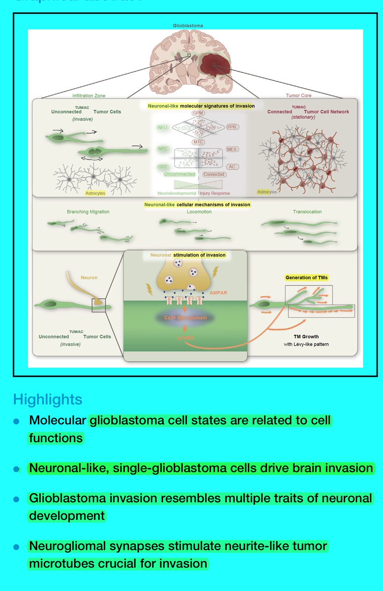 westr's tweet photo. #Glioblastoma hijacks neuronal mechanisms for brain invasion https://t.co/OXRH7W78Ri 

"Explains how dissemination and cellular heterogeneity of #braintumors, two crucial hallmarks of GB, are closely interlinked, .. identifies potential vulnerabilities such as #AMPAR signaling." https://t.co/fl1DliT24n