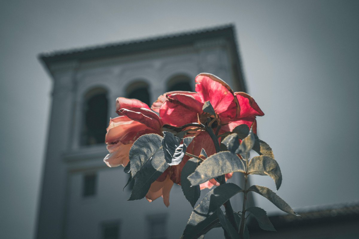 SCU UGrad Admission tweet media