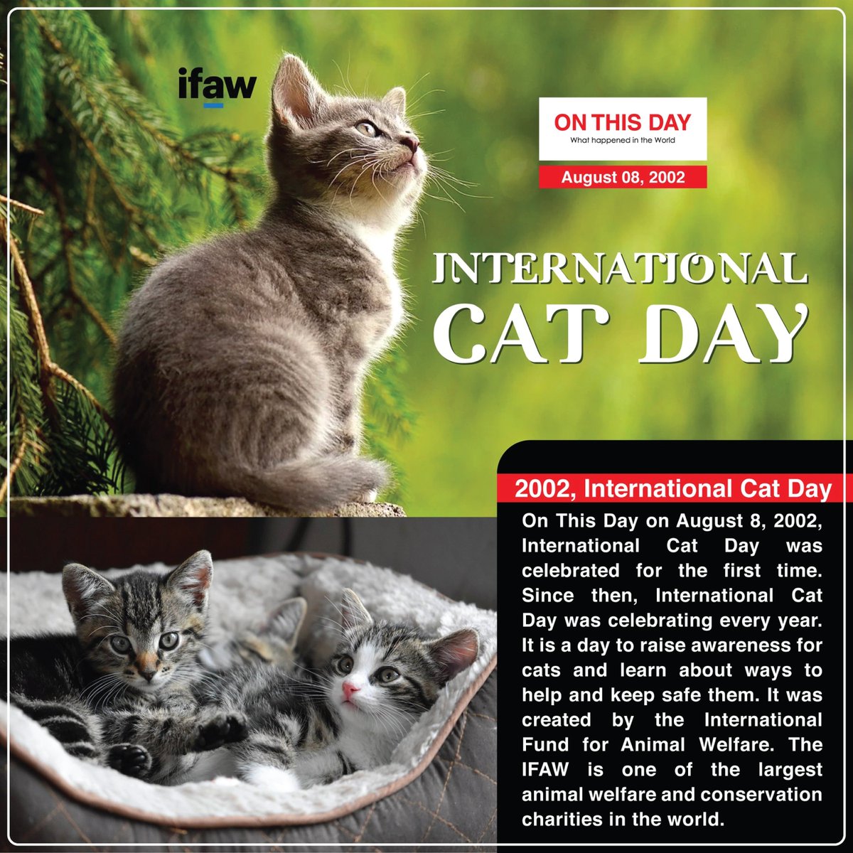 OnThisDayInWor1's tweet photo. #OnThisDay 2002, International Cat Day
Don't forget to comment on your loving cat photo <3
#August #August08 #historytoday #in2002 #20yearsago #onthisdayinhistory #DoYouKnow #catday #InternationalCatDay #IFAW #catlovers #AnimalLovers #pet #Cat https://t.co/XlWScedXVn