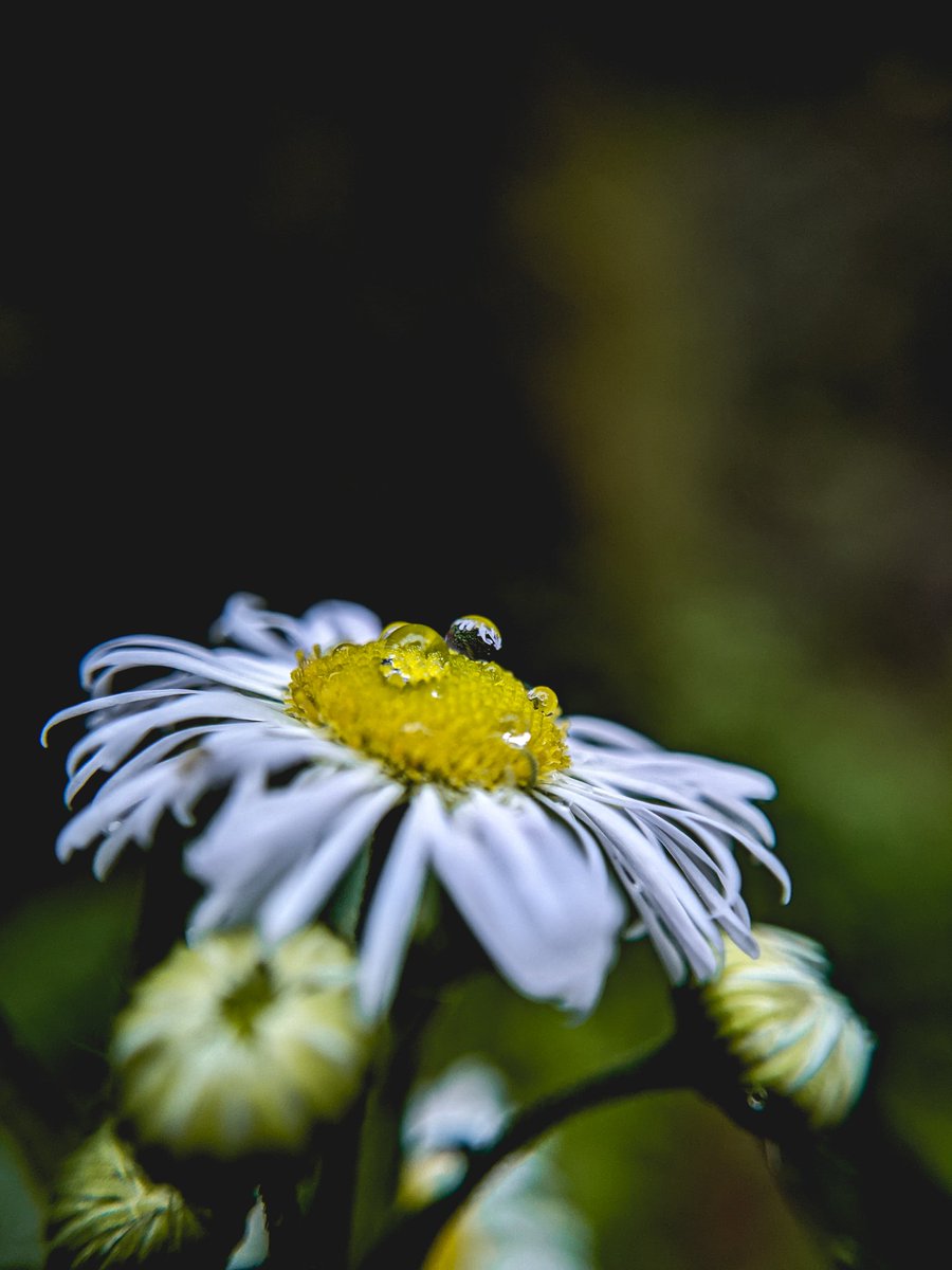 AmalMoh29300631's tweet photo. #teampixel #pixel4a #4a #Kerala  #flower #falsedaisy #google #googlepixel #googlegift #googlecam #giftbygoogle https://t.co/E6awscgKa3
