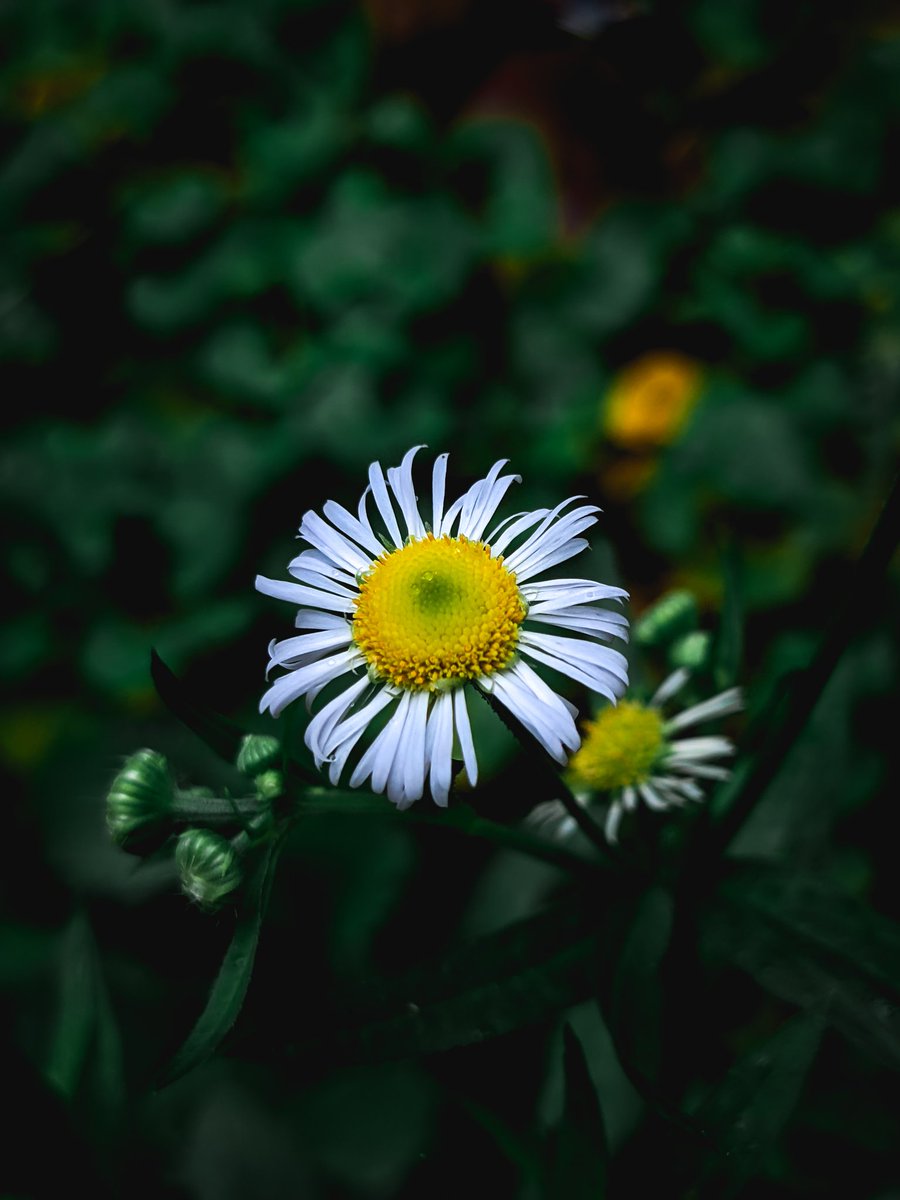 AmalMoh29300631's tweet photo. #teampixel #pixel4a #4a #Kerala  #flower #falsedaisy #google #googlepixel #googlegift #googlecam #giftbygoogle https://t.co/E6awscgKa3