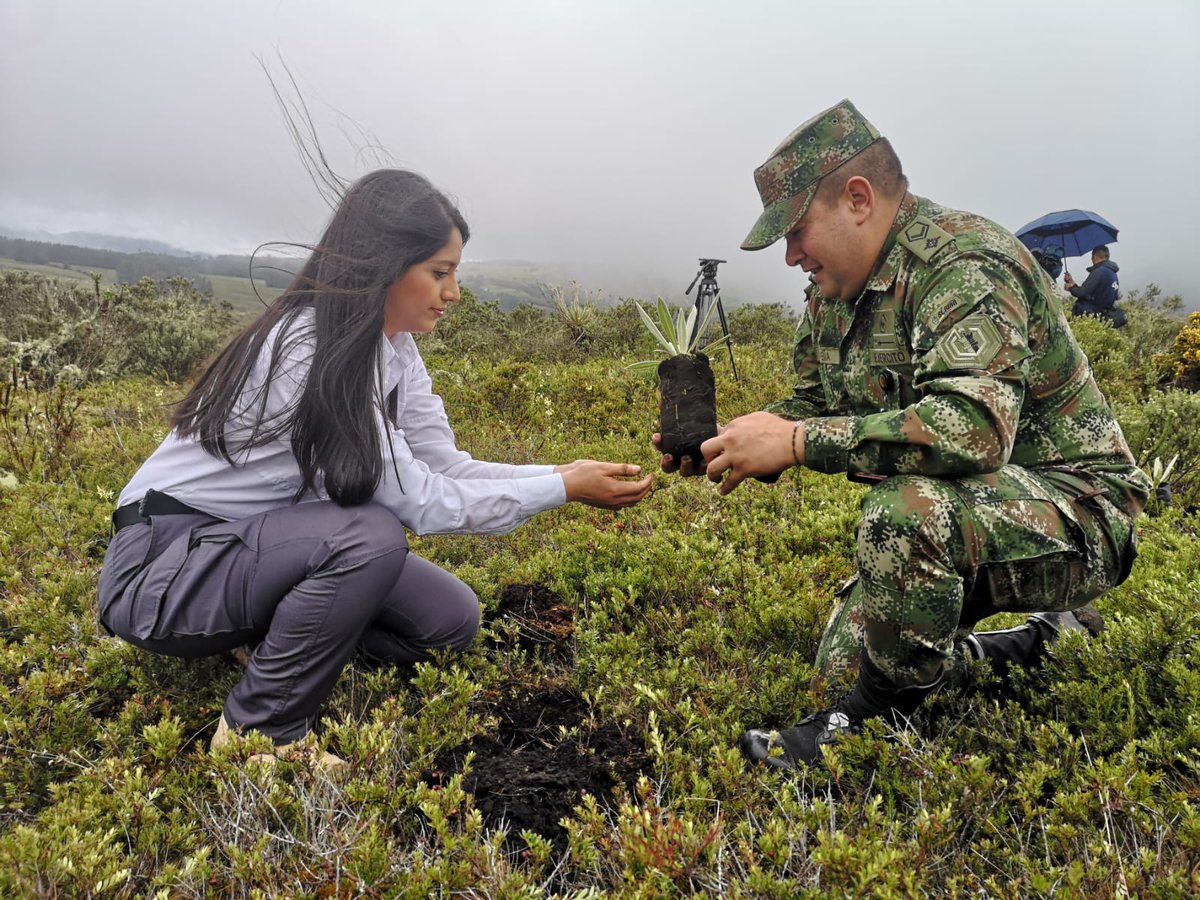COL_EJERCITO's tweet photo. En el Páramo de Sumapaz, #Bogotá, nuestros soldados del #Biter13 de @Ejercito_Div5 junto a @CAR_Cundi @JBotanicoBogota en desarrollo de la #BurbujaAmbiental realizaron la siembra de más de 200 frailejones. A finales de este año se sembraran 300 más.

#CustodiosDelMedioAmbiente https://t.co/wzZVLA2skV