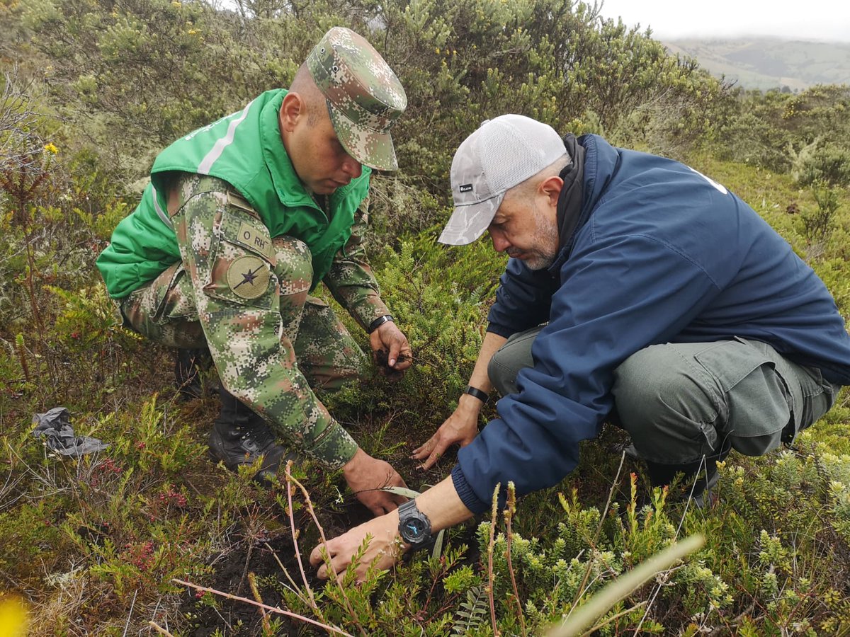 COL_EJERCITO's tweet photo. En el Páramo de Sumapaz, #Bogotá, nuestros soldados del #Biter13 de @Ejercito_Div5 junto a @CAR_Cundi @JBotanicoBogota en desarrollo de la #BurbujaAmbiental realizaron la siembra de más de 200 frailejones. A finales de este año se sembraran 300 más.

#CustodiosDelMedioAmbiente https://t.co/wzZVLA2skV