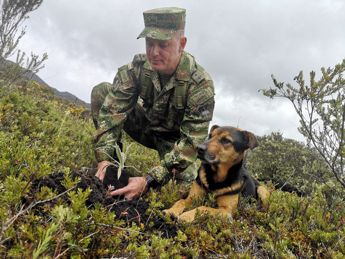 COL_EJERCITO's tweet photo. En el Páramo de Sumapaz, #Bogotá, nuestros soldados del #Biter13 de @Ejercito_Div5 junto a @CAR_Cundi @JBotanicoBogota en desarrollo de la #BurbujaAmbiental realizaron la siembra de más de 200 frailejones. A finales de este año se sembraran 300 más.

#CustodiosDelMedioAmbiente https://t.co/wzZVLA2skV