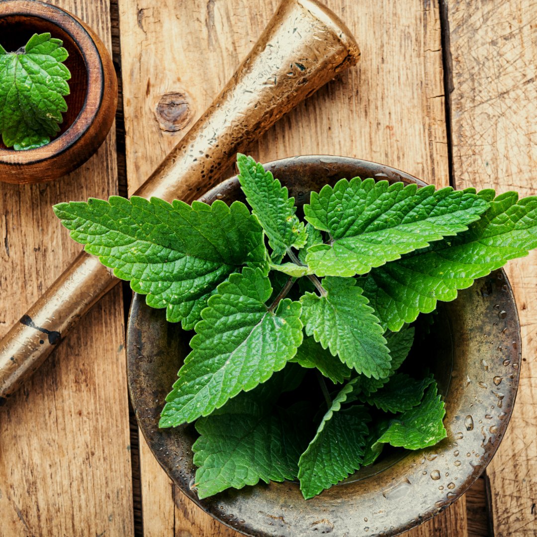 Lemon balm is a citrus-scented, aromatic herb that we use in our dry gin 🍋 

Did you know that lemon balm is a soothing, sedative herb that can relieve tension and lift depression.

For fascinating facts and how to grow lemon balm, visit our blog.

#LemonBalm