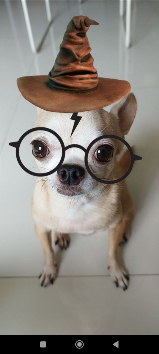 natxwang's tweet photo. Gotta put the smart look on when posting to #thedogsoftwittersmarter 😆

How is everyone? Been a while #twittersmarter ❤️ https://t.co/WgWrdzt2EG