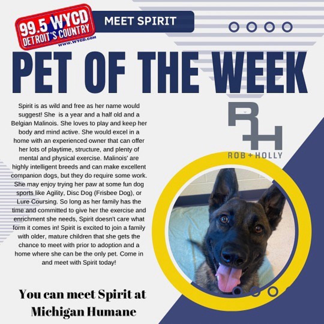 Meet Spirit! Our #doggonepetoftheweek from <a href="/mhumane/">Michigan Humane</a>!

If you’re ready to add to your family, call 866-MHUMANE 

#adoptdontshop #rescuedog #robandhollyshow #robstone #hollyhutton #michiganhumane