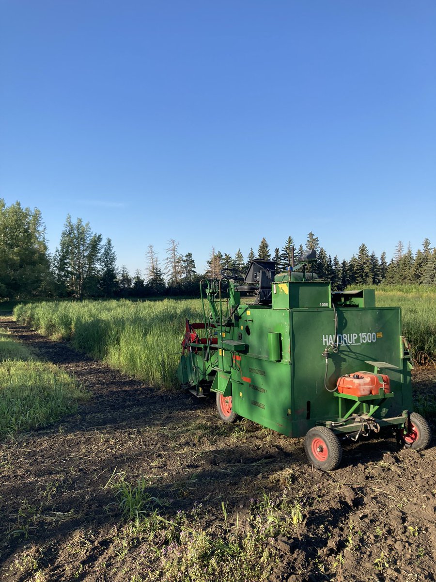 Sask_Agroforest's tweet photo. Perfect day to Hauldrup and sample some #switchgrass #biomass. https://t.co/gOfrO3V1Qf