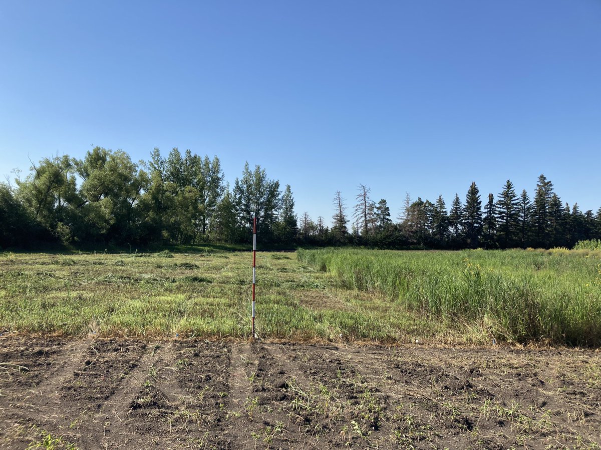 Perfect day to Hauldrup and sample some #switchgrass #biomass.