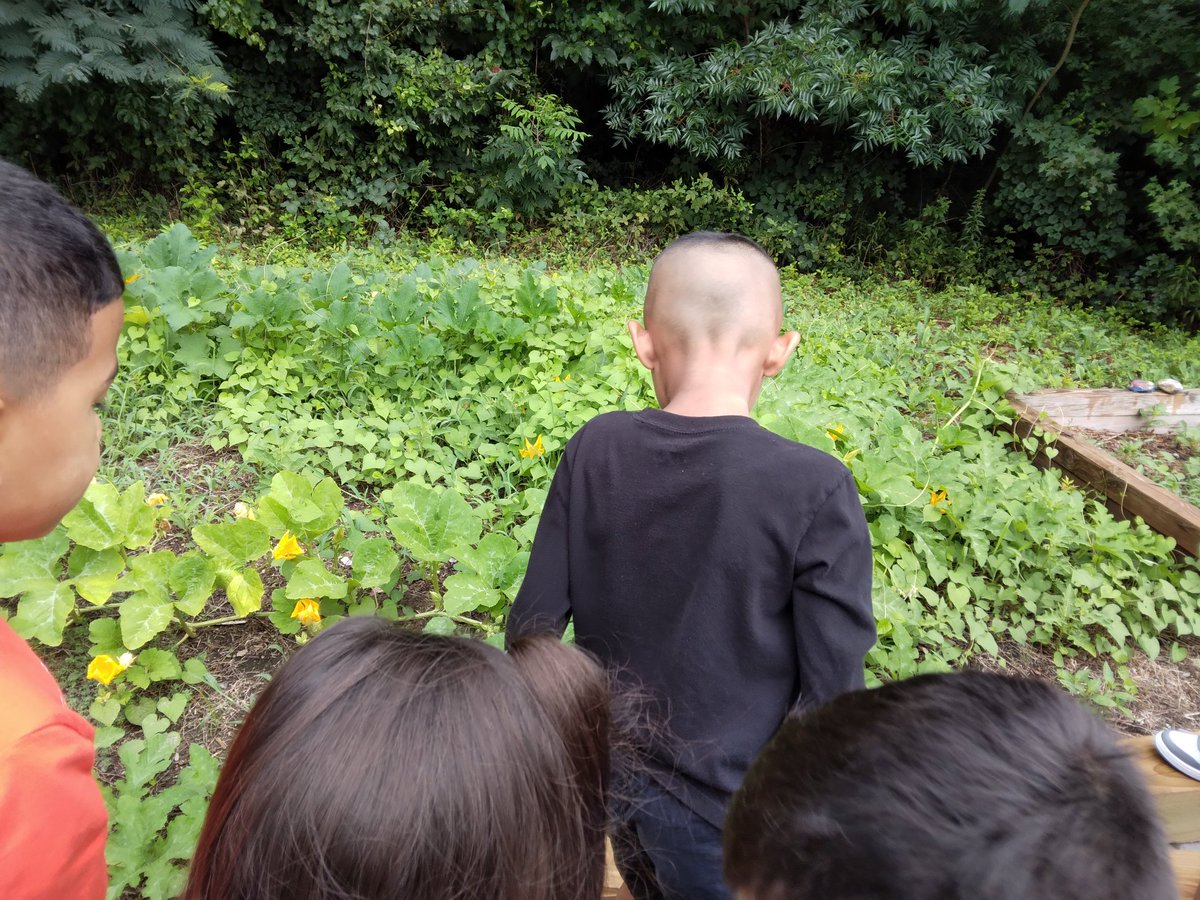 MsSappsClass's tweet photo. First grade exploring plants and animals in our outdoor learning spaces. @BaggettTitans https://t.co/JHBxZr9OYv