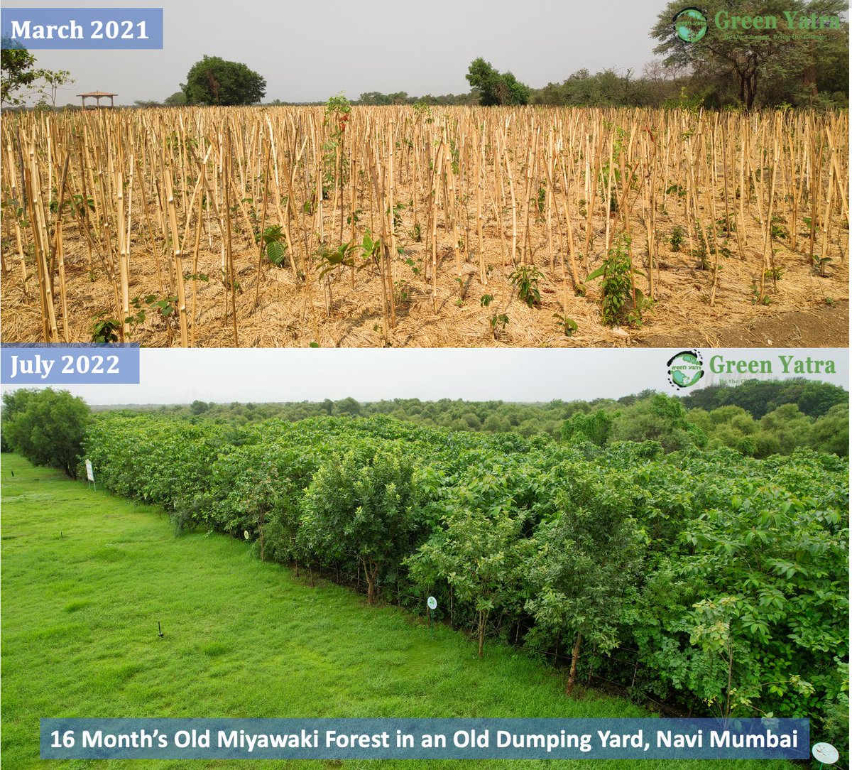Greenyatra's tweet image. #FollowUp
An old #DumpingYard to a flourishing #UrbanForest in less than 1.5 year. 
Thank you @sonymusicindia  @NMMCCommr @NMMConline 

#GreenYatra #MiyawakiForest #NMMC #SonyMusic