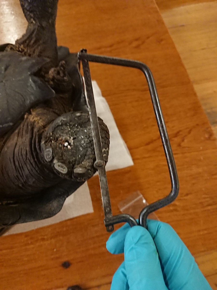 Weird job of the week, giving the @hunterian Zoology Museum Galapagos tortoise a pedicure! Needed a sample to send away for DNA testing to hopefully work out which island it came from so we'll know if it's a species that is extinct, rare, endangered or doing fine.