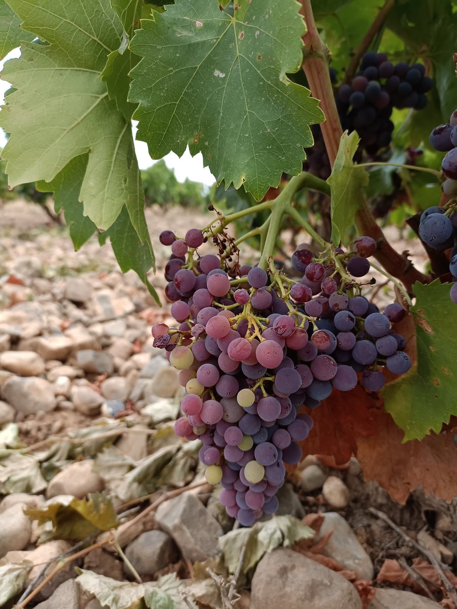 Agosto ✔️
Envero ✔️
Agostamiento ✔️
Garnacha equilibrada y empezando a acumular azúcar... Loading 😵‍💫✂️🍇
#garnachavieja #envero #alfaro #sierradeyerga #ilurceviñedo