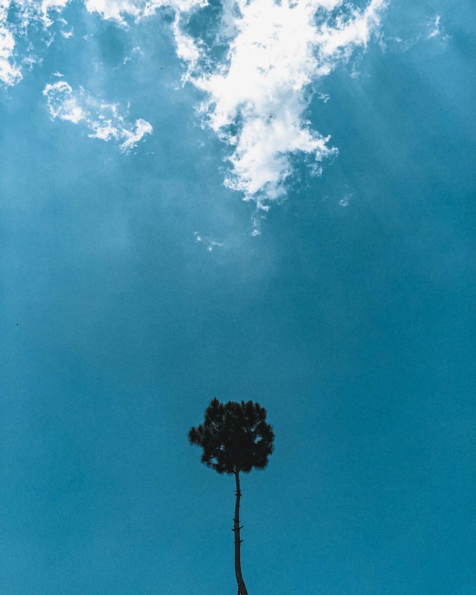 Solidstates Solidstatesbird Twitter