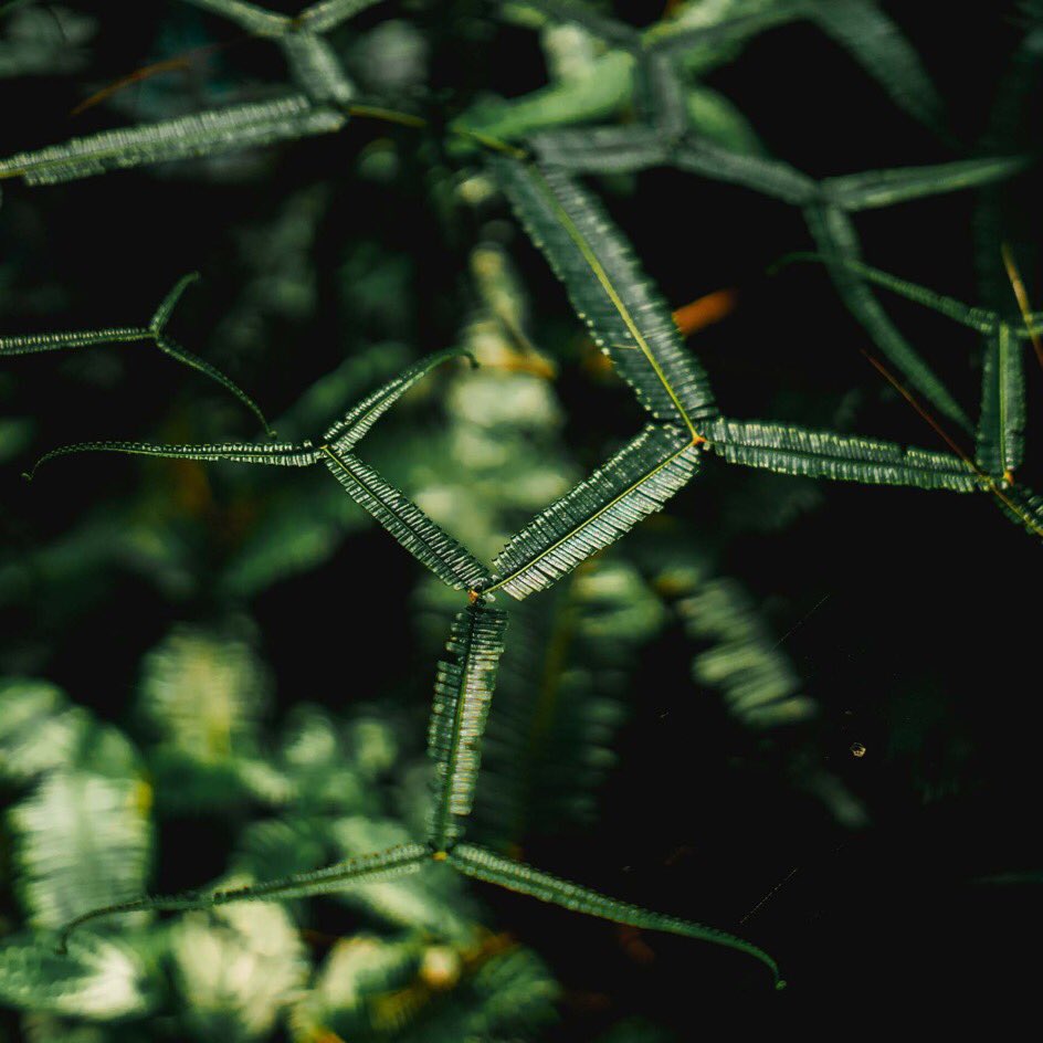 Solidstates Solidstatesbird Twitter