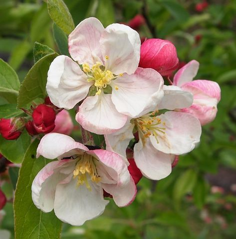 kpopsafespace's tweet photo. ❀❁✿   last, a flower delivery!  ❀❁✿

you've been sent sent some really gorgeous apple blossoms, symbolizing hope and good fortune ^^ the person who sent these cares about you so much and hope these flowers can bring you just a bit of the happiness that you give them <3 https://t.co/1beLf9aROv