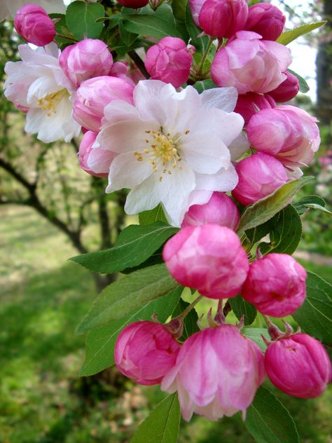 kpopsafespace's tweet photo. ❀❁✿   last, a flower delivery!  ❀❁✿

you've been sent sent some really gorgeous apple blossoms, symbolizing hope and good fortune ^^ the person who sent these cares about you so much and hope these flowers can bring you just a bit of the happiness that you give them <3 https://t.co/1beLf9aROv