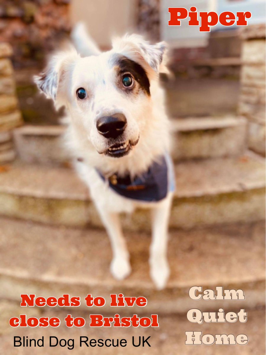 The Animal Team tweet media