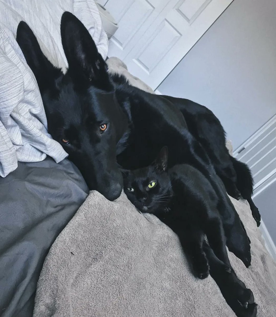 Black cats are not bad luck tweet media