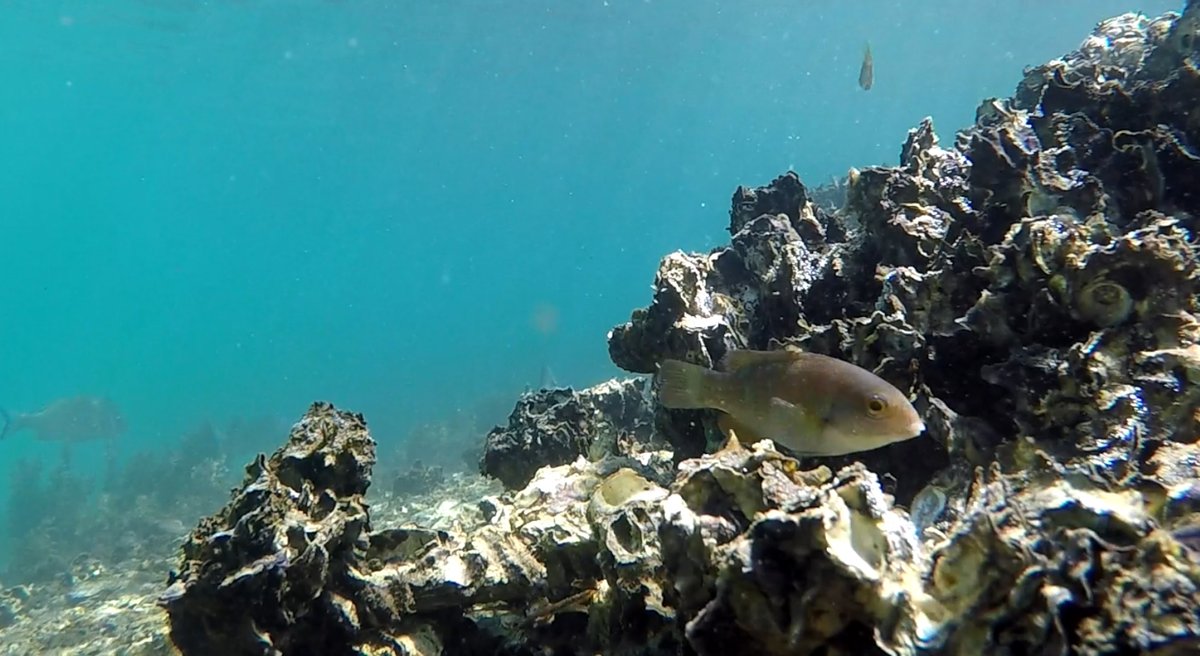 ESAEcology's tweet photo. Australia's iconic #BlueGroper is at risk; @ESAEcology's #TheScientificNaturalist discovers that similarly threatened #OysterReefs may provide critical habitat for juveniles
https://t.co/lZsqR2bJbj
#Conservation
#ThreatenedSpecies
#JuvenileHabitat https://t.co/Gc7iQIoI73