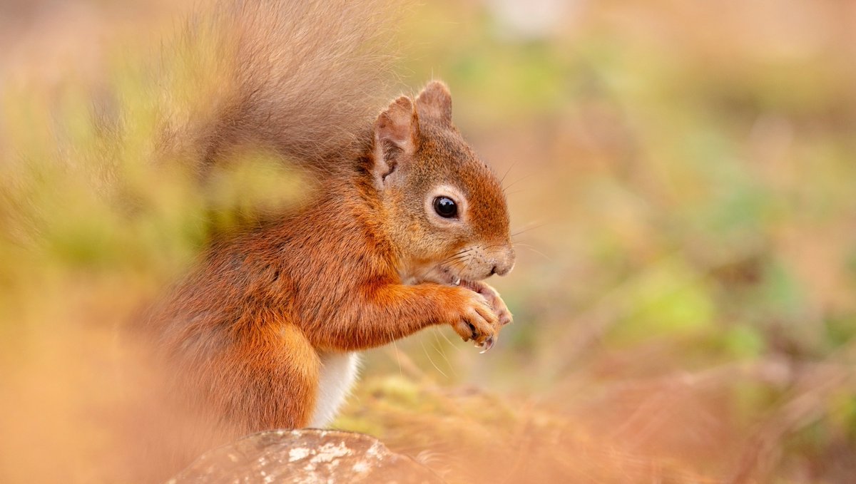 KmC_Photos's tweet photo. These must be my favourtie animals to photograph to date.... Red Squirrels at Brownsea Island

Whats your favourite wildlife animal?

#wildlifephotography #animal_captures #animals_in_world #splendid_animals #animals_captures #animal_fanatics #canonuk #redsquirrels #squirrels https://t.co/tgnVhUMr9I