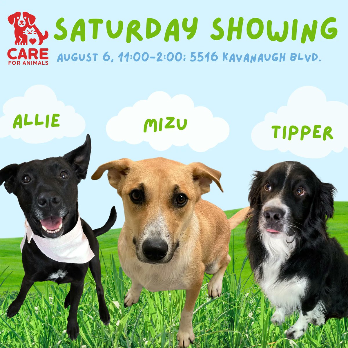 These three adoptable pups will be at our location in the Heights on Saturday, ready to meet you! You can read their bios on careforanimals.org and even submit an application for them online if you're interested in learning more. We hope to see you there!
