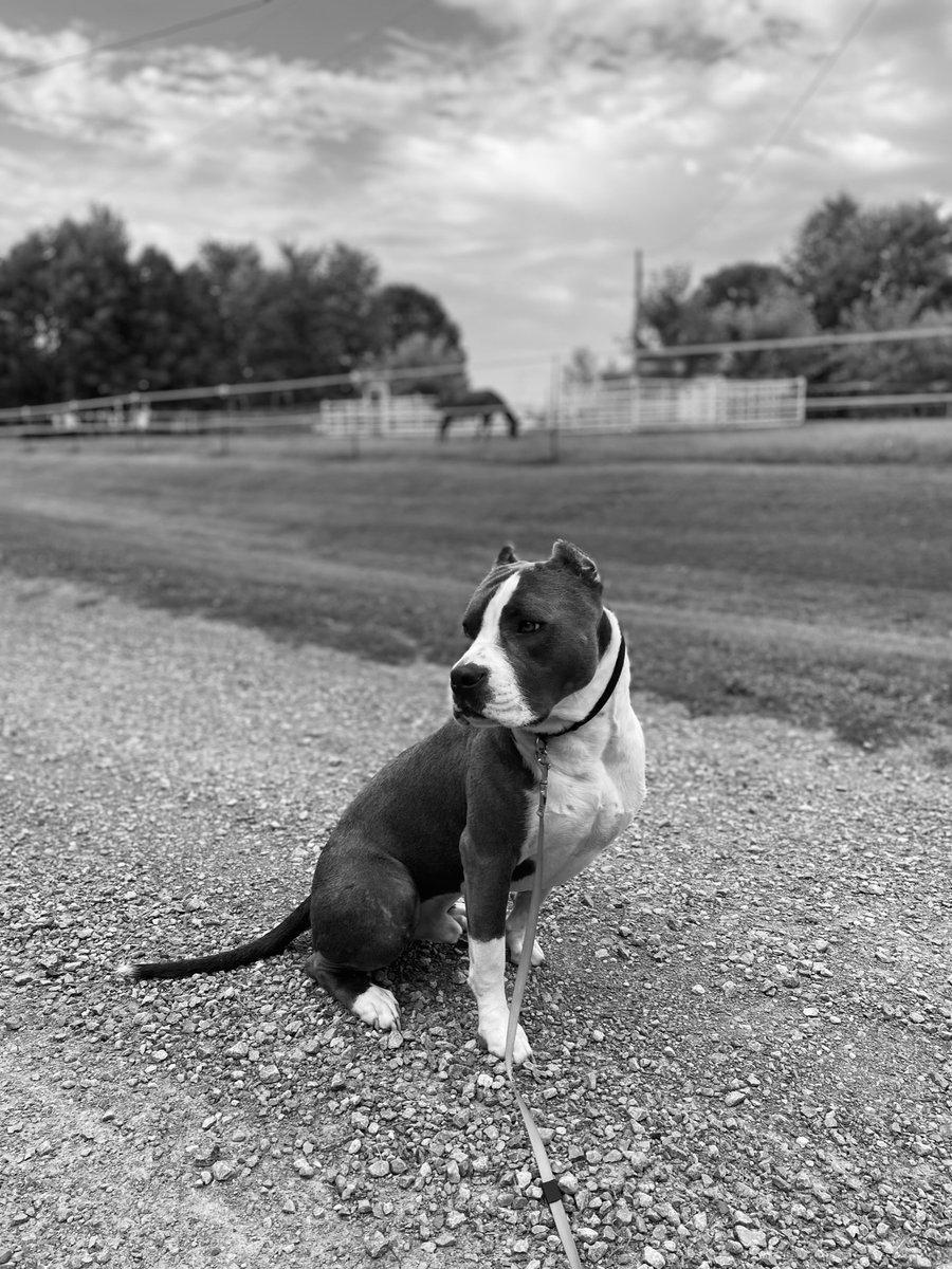 🐾 7 dogs.
🇺🇸 7 veterans.
$70,000.
That's what it takes to train our Sidekicks and get them ready for their human. Will you help us raise these sweet pups? 

bit.ly/APBFDonate