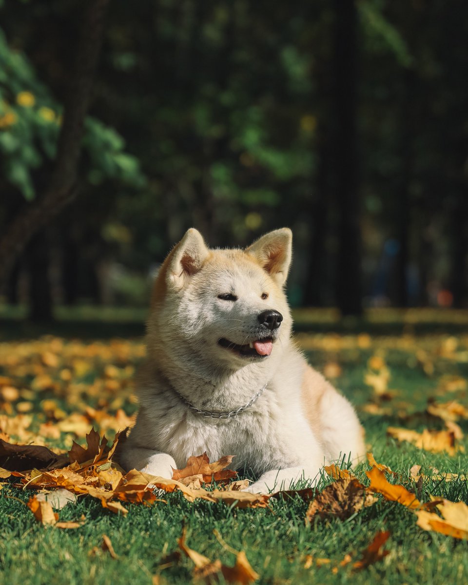 Doglles_ShopiAZ's tweet photo. It is a #most #popular #breed in #Japan and #dogs belonging to this #family are #known for their loyalty and companionship. #Akita dogs are powerful, strong and dominant in #nature,
https://t.co/ZZKbnNscFm https://t.co/DFwdhWO1Sl