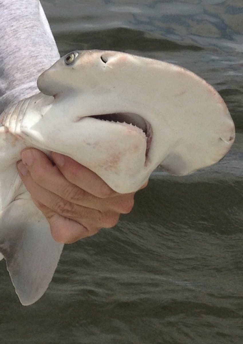 NEW #SHARK PAPER: Diet of the bonnethead (Sphyrna tiburo) along the northern Gulf of Mexico and southeastern Atlantic coast of the US. Open Access #SharkScience bit.ly/3d5kaYC