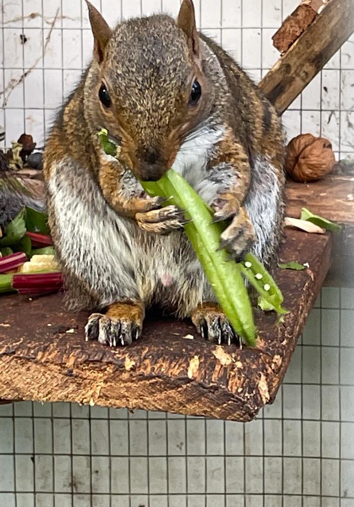 Hitchin Squirrel Rescue tweet media