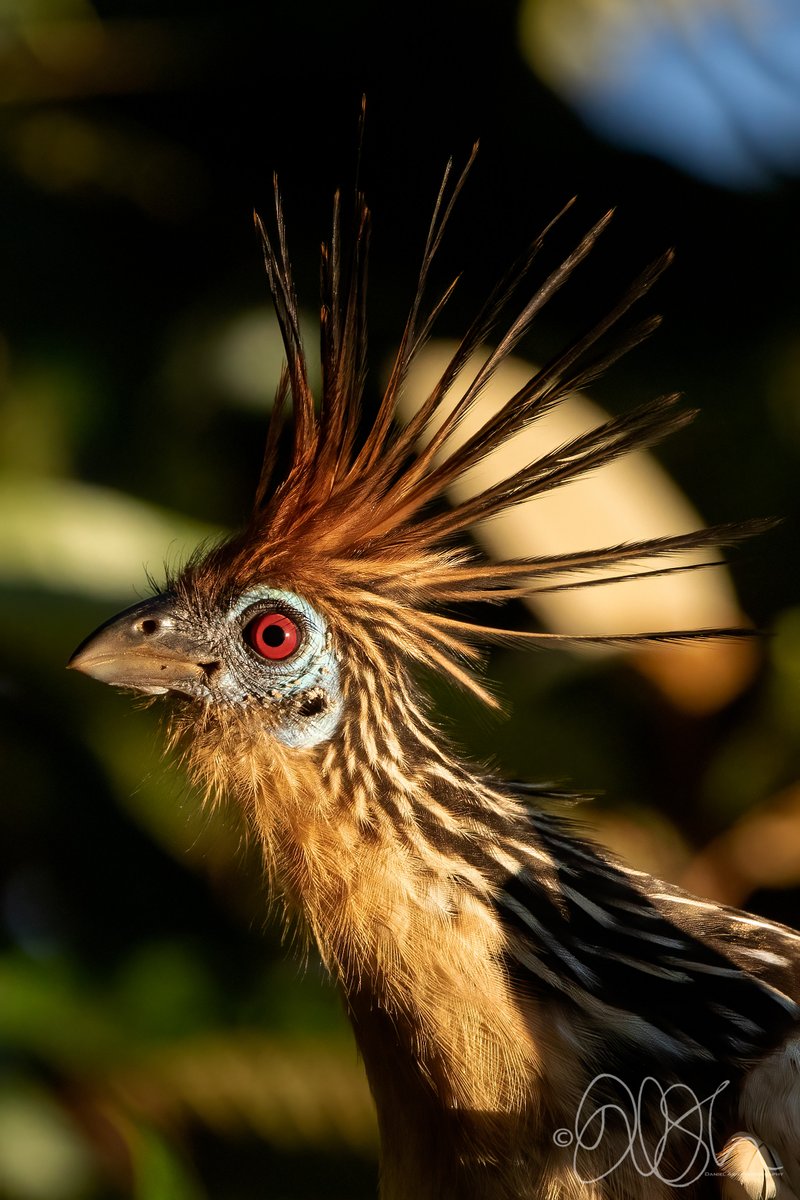 WildlifeDaniel's tweet photo. The hoatzin or “shansho”. Striking little dinosaur #hoatzin #dinosaur #birdsofperu #BBCWildlifePOTD #BirdsSeenIn2022 https://t.co/NDA146Rhjr
