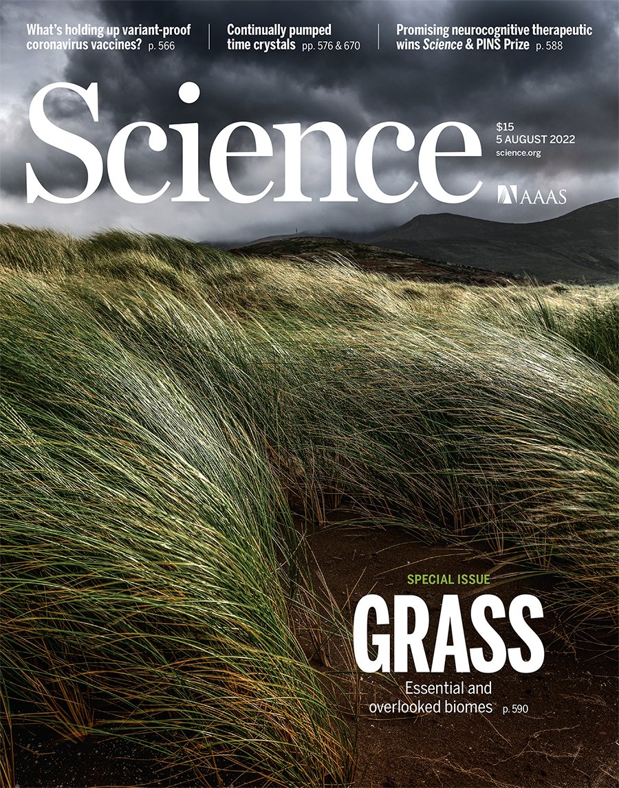 Grasses tend to be undervalued but have influenced the trajectory of human history through their domestication as food staples, as well as natural ecosystems worldwide. A new special issue of Science explores the unrecognized value of grass: fcld.ly/bo80dpr