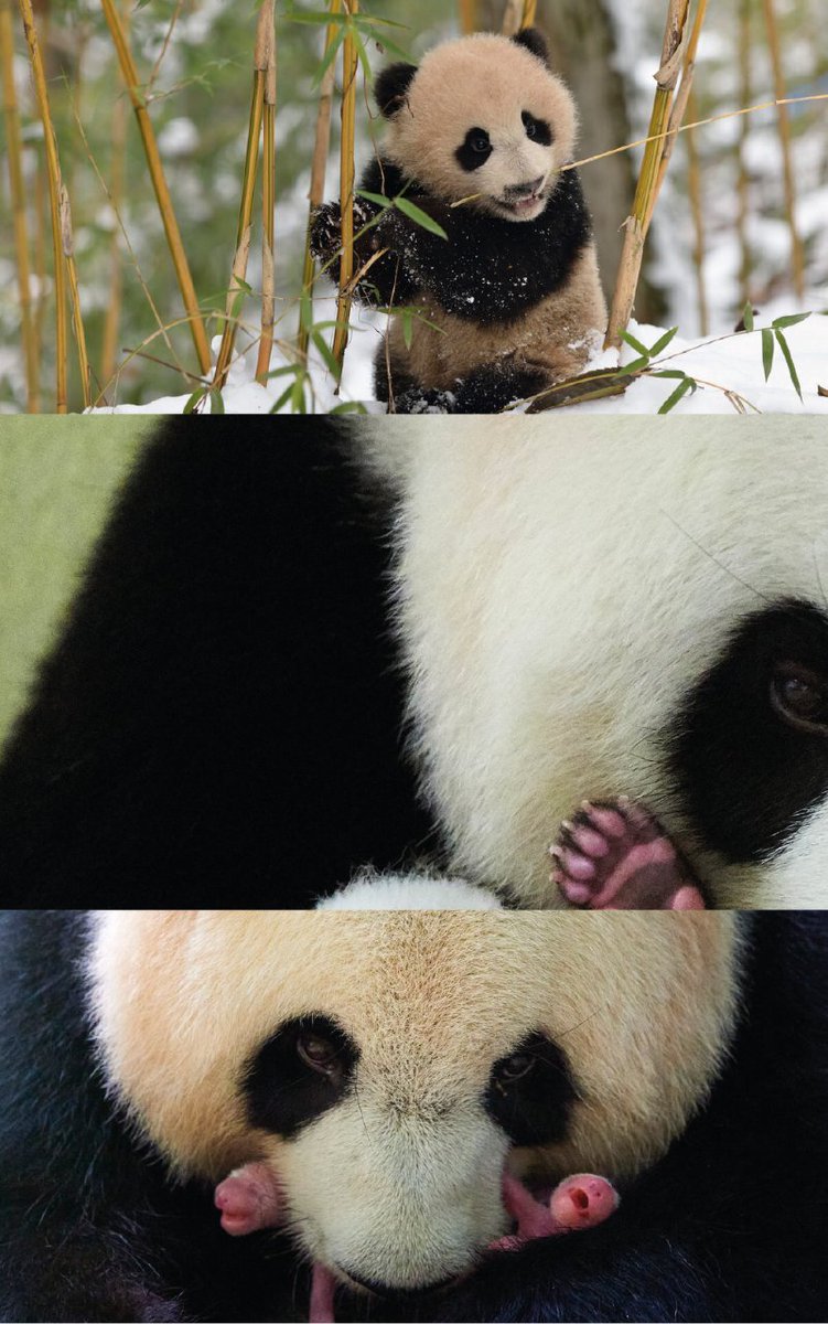 WWF España 🐼 tweet media