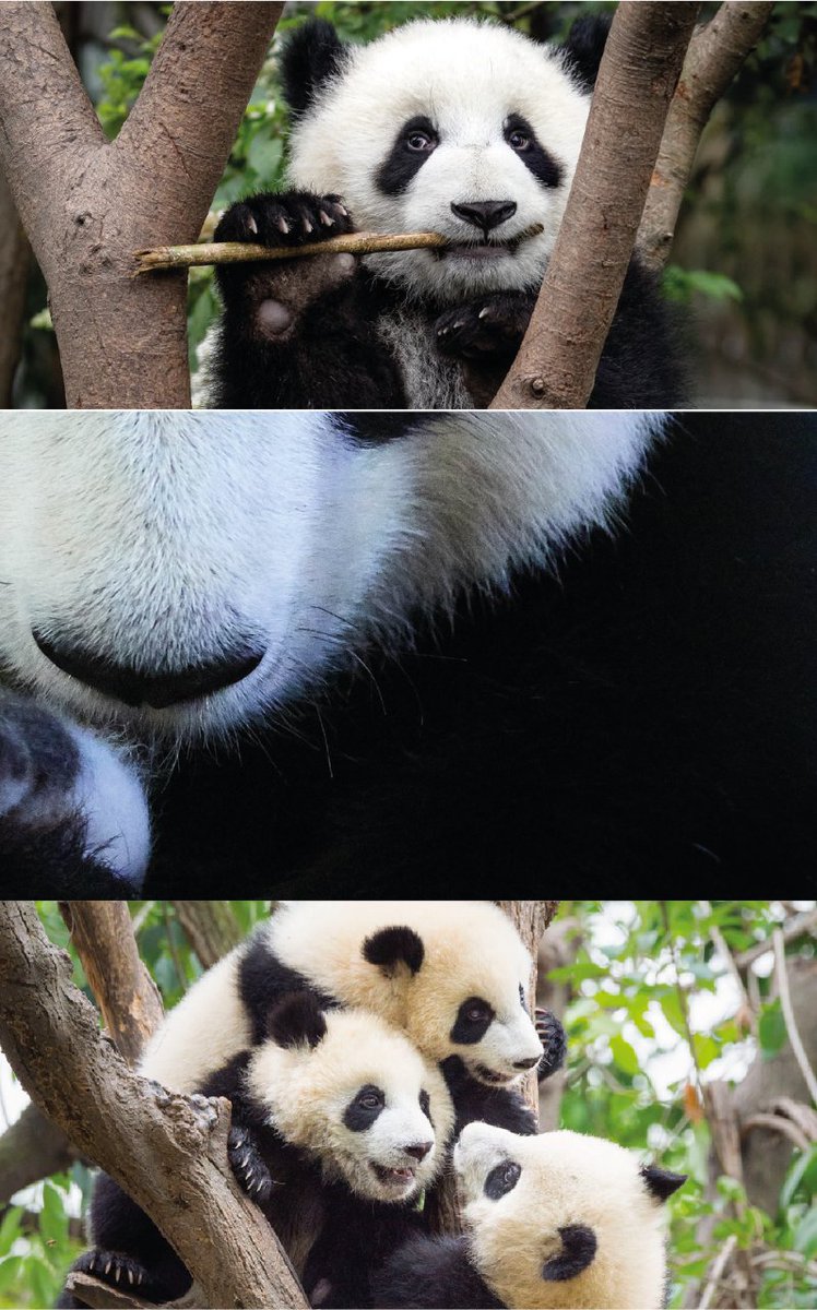 WWF España 🐼 tweet media