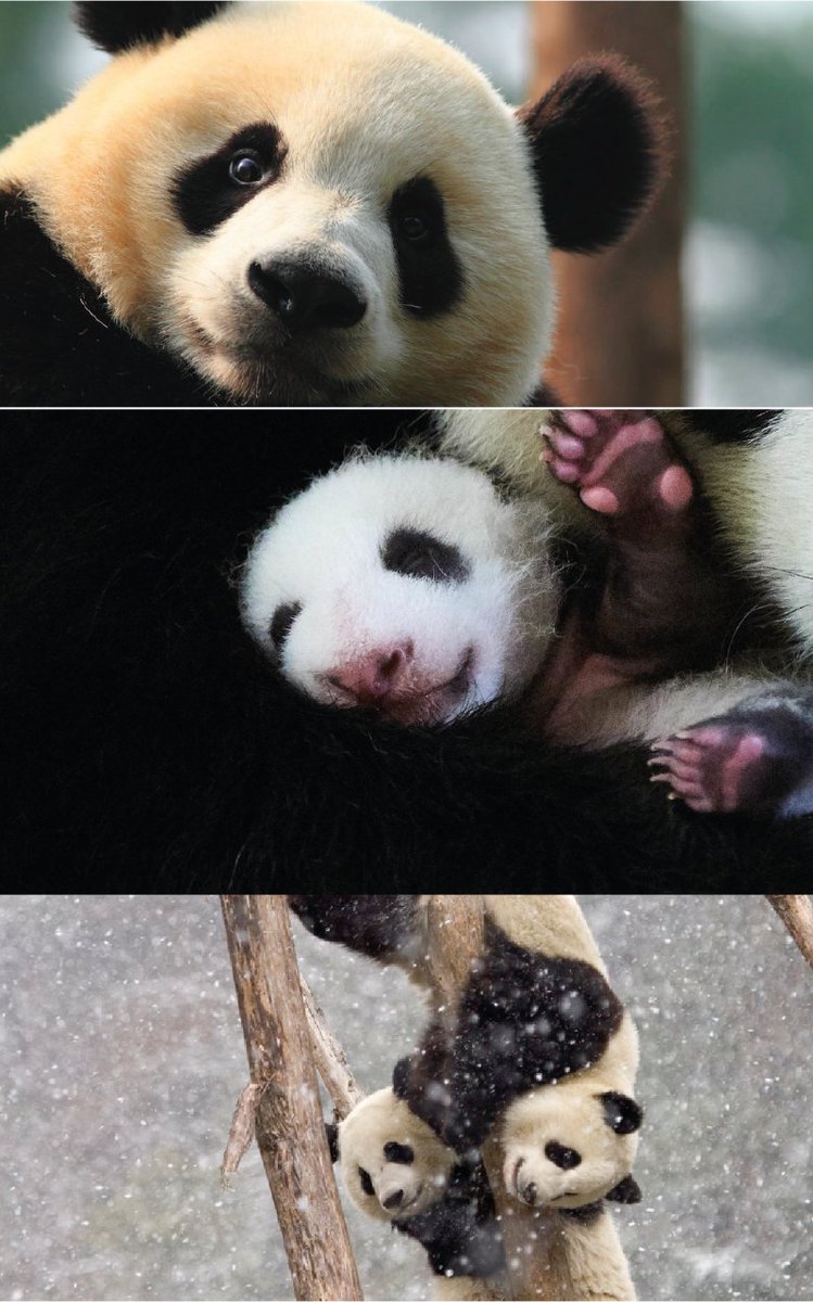 WWF España 🐼 tweet media