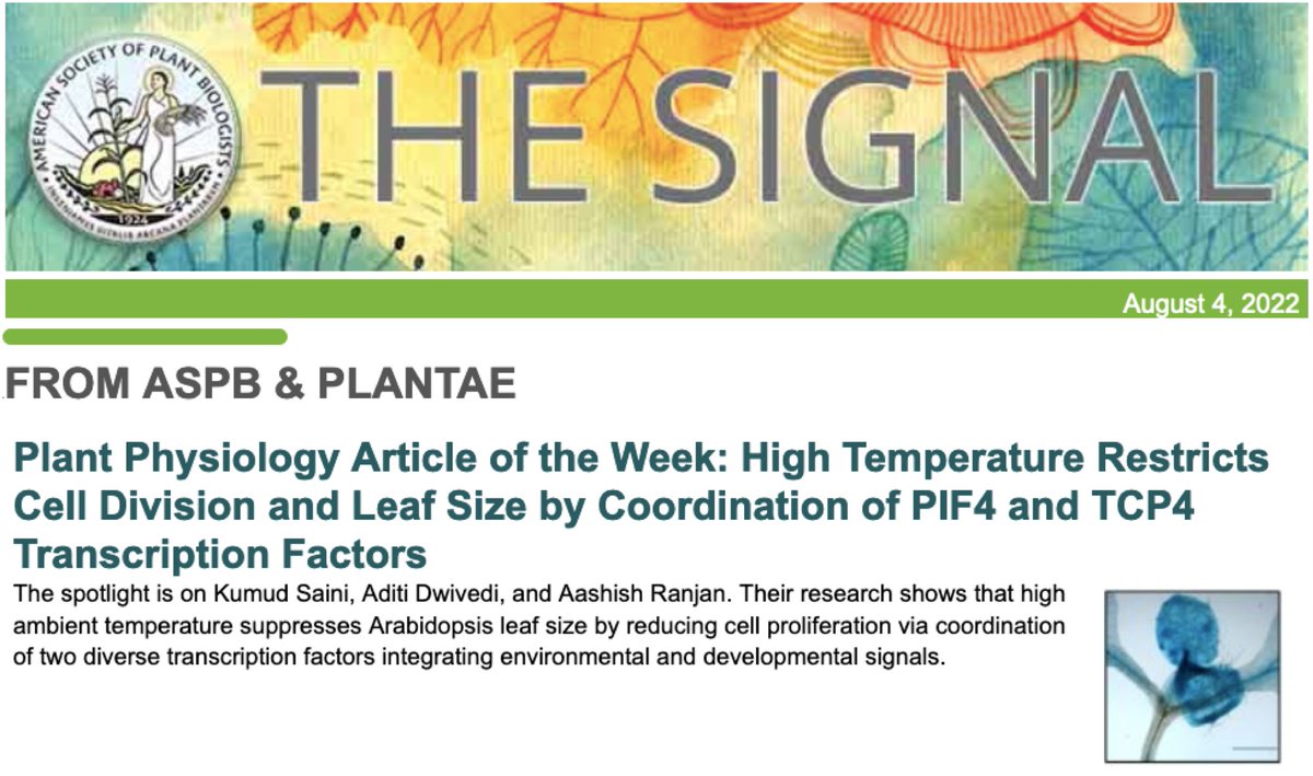 Aashish Ranjan (@aashishplantbio) on Twitter photo Our article on temperature control of leaf size (doi.org/10.1093/plphys…) is identified as the Plant Physiology Article of the Week. Big shout-out to @SainiKumud and @aditidwivedi91 for their excellent efforts👏👏 <a href="/NIPGRsocial/">BRIC-NIPGR</a> <a href="/DBTIndia/">Department of Biotechnology</a> <a href="/PlantPhys/">Plant Physiology</a> <a href="/ASPB/">ASPB</a> <a href="/plantae_org/">Plantae</a> Our article on temperature control of leaf size (doi.org/10.1093/plphys…) is identified as the Plant Physiology Article of the Week. Big shout-out to @SainiKumud and @aditidwivedi91 for their excellent efforts👏👏 <a href="/NIPGRsocial/">BRIC-NIPGR</a> <a href="/DBTIndia/">Department of Biotechnology</a> <a href="/PlantPhys/">Plant Physiology</a> <a href="/ASPB/">ASPB</a> <a href="/plantae_org/">Plantae</a>