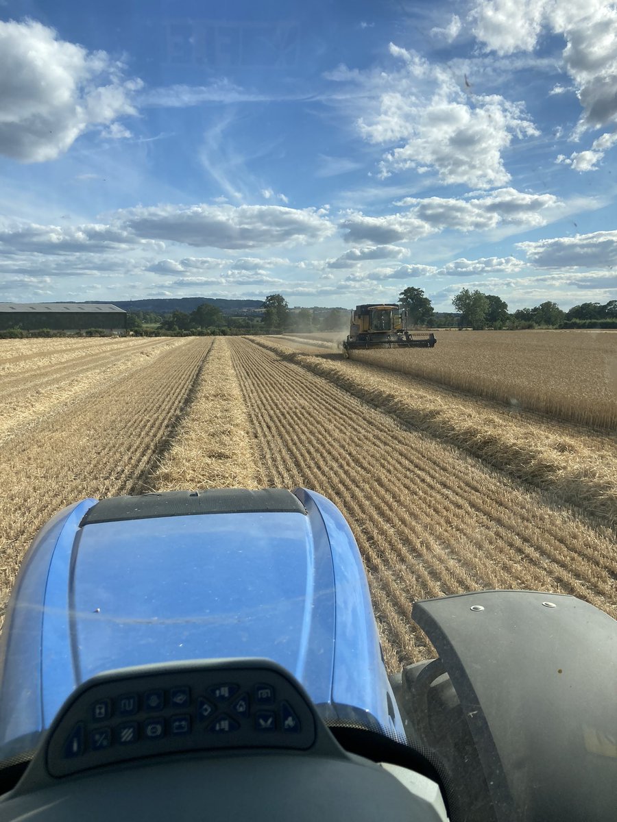 Finally got going on our massive 22 acres of wheat! Extase doing 3.2 tones/ acre having had no artificial fertiliser, a massively reduced fungicide program with some humic and fulvic and 3000 gallons an acre of slurry. #harvest22 #Farm24 #regenag