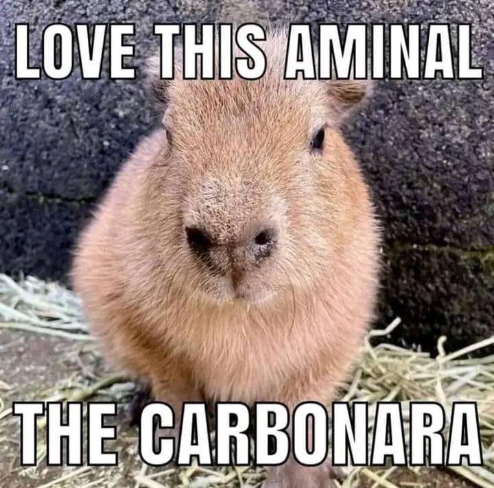 CAPYBARA_MAN's tweet photo. https://t.co/sPq5TfLnah