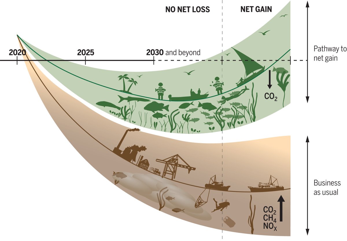 Read our latest review in <a href="/ScienceMagazine/">Science Magazine</a> on the planetary role of seagrass conservation.

We NEED to put seagrass meadows on a pathway to net gain.

<a href="/ZosteraR/">Richard Unsworth 🏴󠁧󠁢󠁷󠁬󠁳󠁿</a> <a href="/LCullenUnsworth/">Leanne Cullen-Unsworth</a> @RJLilley

science.org/doi/10.1126/sc…