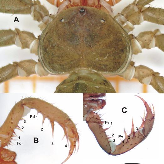 ArachnoTrAC's tweet photo. Palomino-Cárdenas et al. (2022) described a new species of the tailless whip scorpion genus Charinus (Charinidae) from Calca Province, department of Cusco, Peru!

New species: Charinus yanatile!

More at: https://t.co/rbzu1CmJ6m https://t.co/BiIicu6Nk7