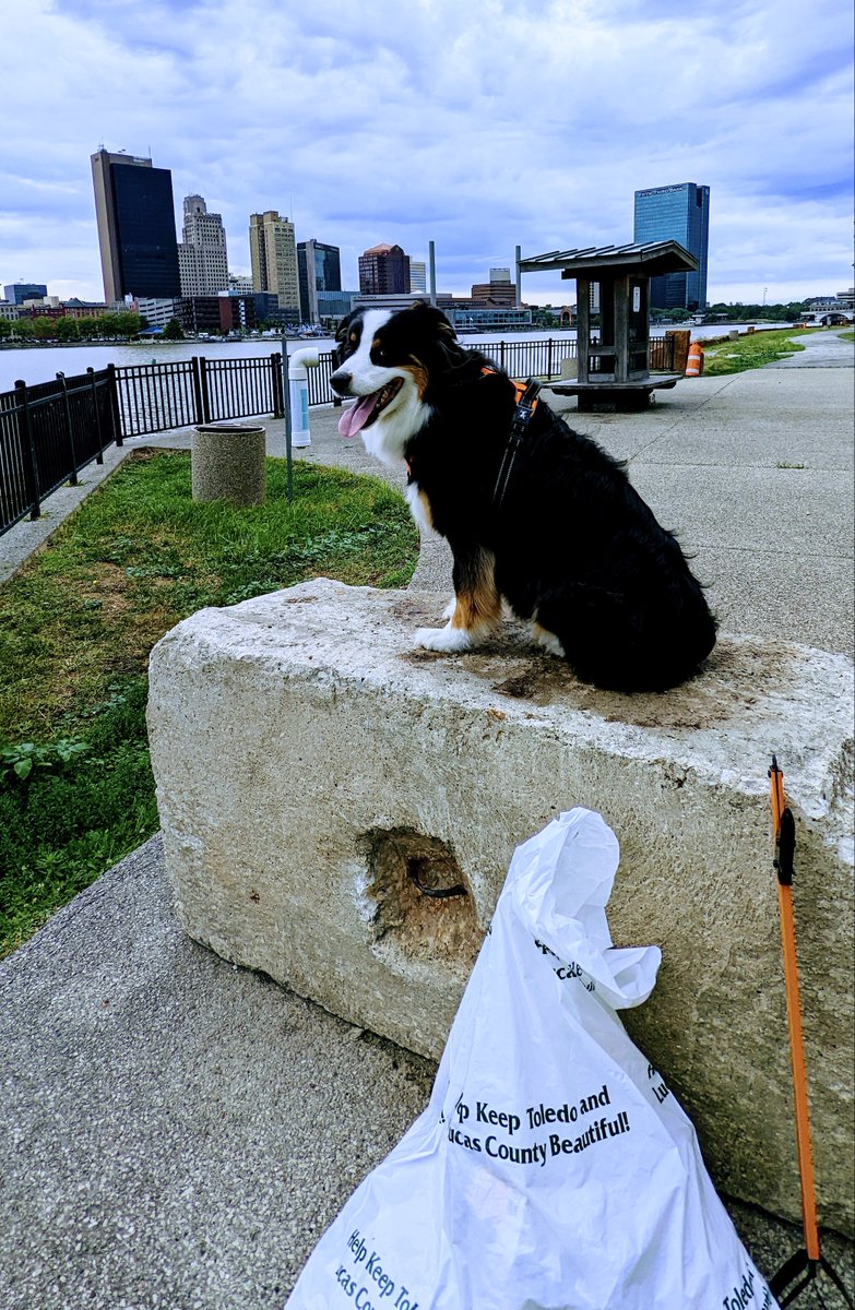 Meet Hugo, the #ToledoLitterLeague Pickup Artist's furry teammate! 🐾 The Pickup Artists met Hugo and his owner Jon during one of their pickups, and they’ve been a welcome &amp; dedicated addition to the crew ever since.

Keep up the PAWsome work!!