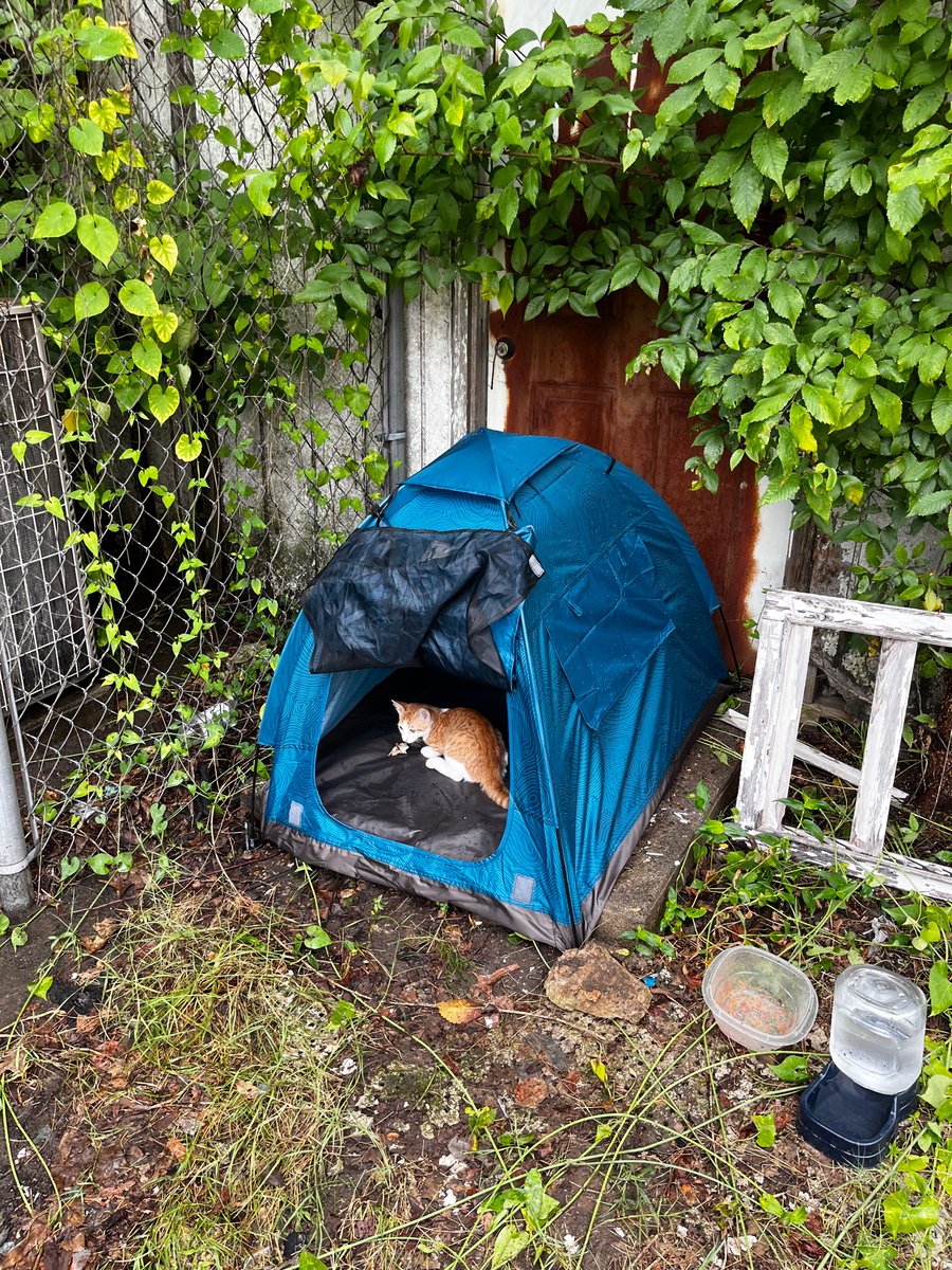 InputVoid's tweet photo. My wife &amp; I found a home for this little stray. We’ve been working on this since early June, sheltering/feeding him &amp; his siblings. Today he went to the vet (clean bill of health) &amp; is going to his forever home. We’ll miss him, but I’m so relieved. One down, three to go. https://t.co/jGzZuyKitv