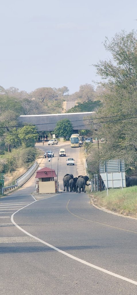 Kruger National Park tweet media