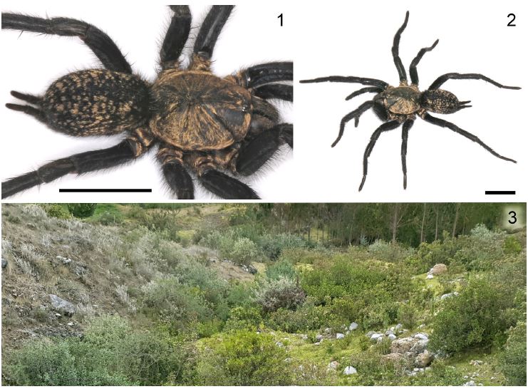 ArachnoTrAC's tweet photo. Nicoletta et al. (2022) described a new species of the mygalomorph spider Linothele (Dipluridae) from Peru. This new species is now known to be distributed in the Apurimac and Cusco departments, southern Peru!

More at: https://t.co/rbzu1CmJ6m https://t.co/BmyLMKovGy