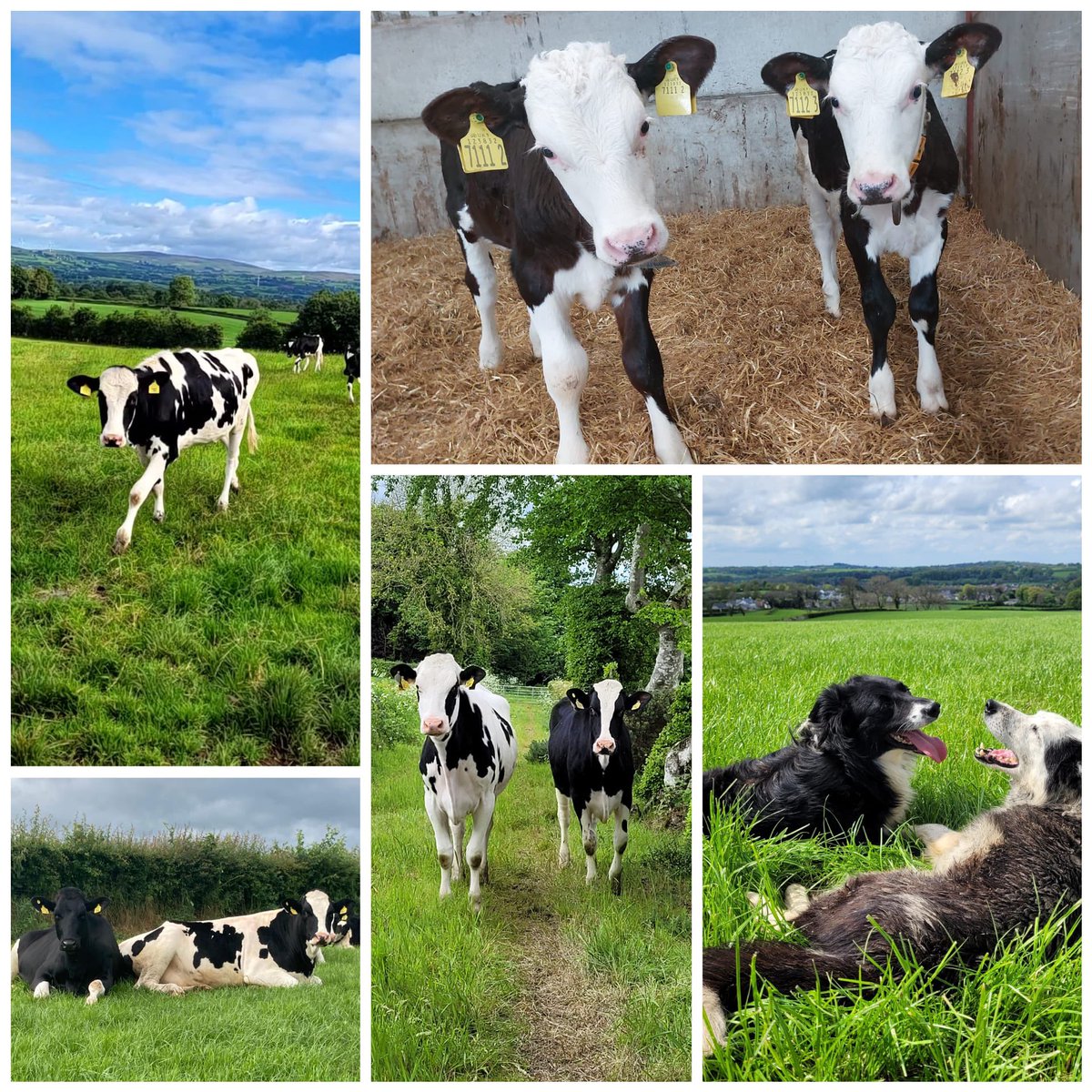 Dunaird Holsteins tweet media