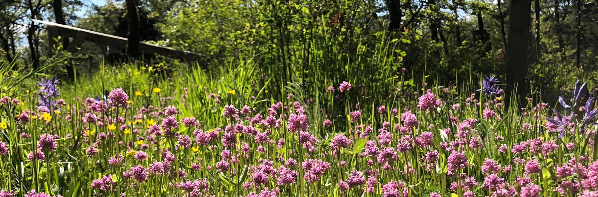 **GRAD STUDENT &amp; POSTDOC OPPORTUNITIES** Funding for 1-2 grad students (MSc or PhD) and 1 postdoc to join the lab at UBC in 2023. We study how evolution &amp; ecology interact to change population dynamics &amp; species interactions in space &amp; time. williamslabubc.weebly.com/join-us.html (1/4)